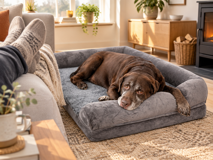 Älterer Labrador ruht im Hundebett im Wohnzimmer